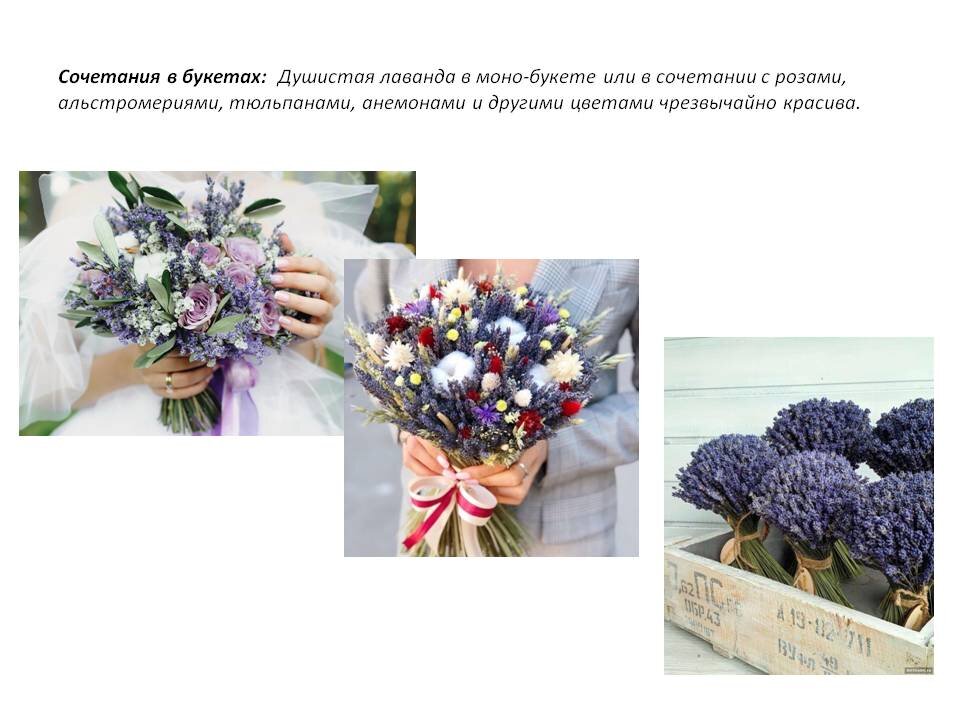 Фото из Презентации автора.