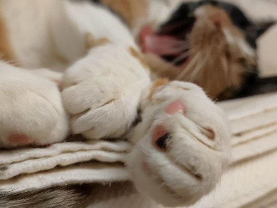 ФОТО: МК В ЛЕНОБЛАСТИ