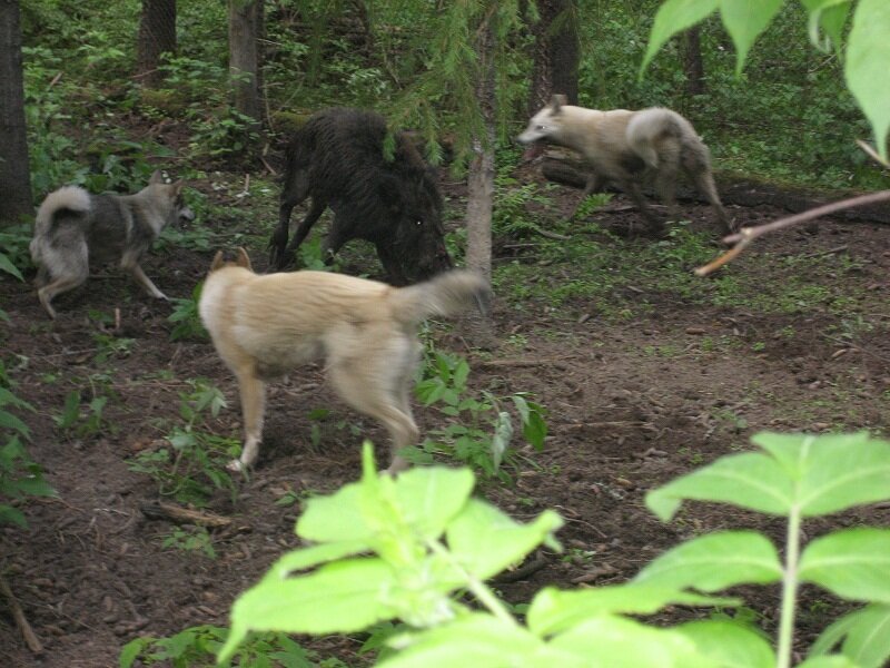 Собаки выстроились