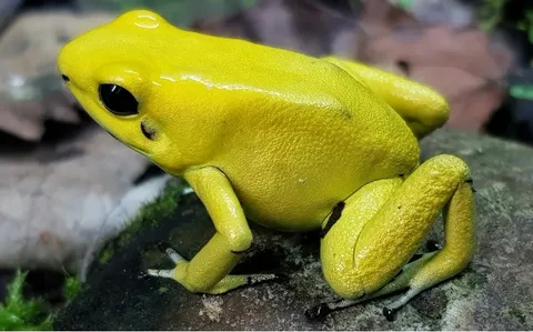 Ужасный листолаз, фото из интернета
