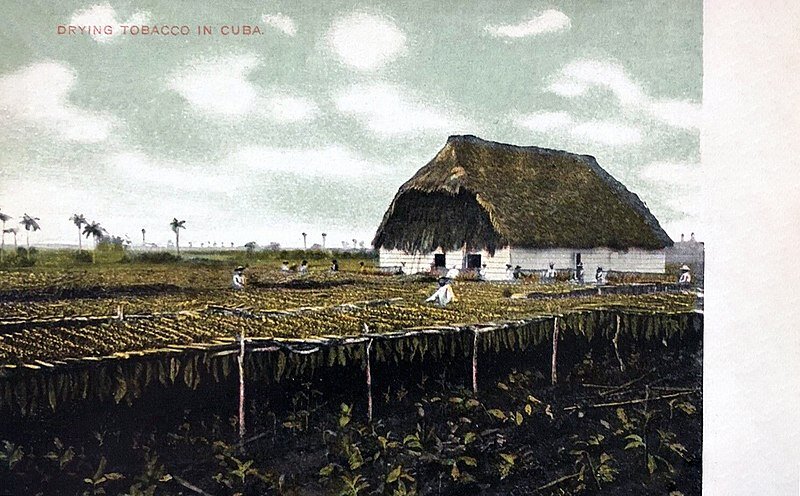 Anonymous. Public domain. Сушка табака на Кубе. 1903 год