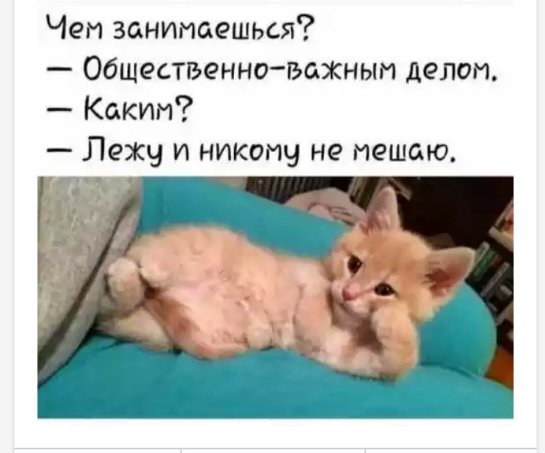 Объявляю минутку потешки. Тема: котейки (часть семнадцатая)