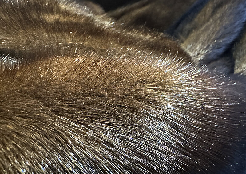 Спрос на изделия из натурального меха в России падает, отрасль «доедает сама себя»