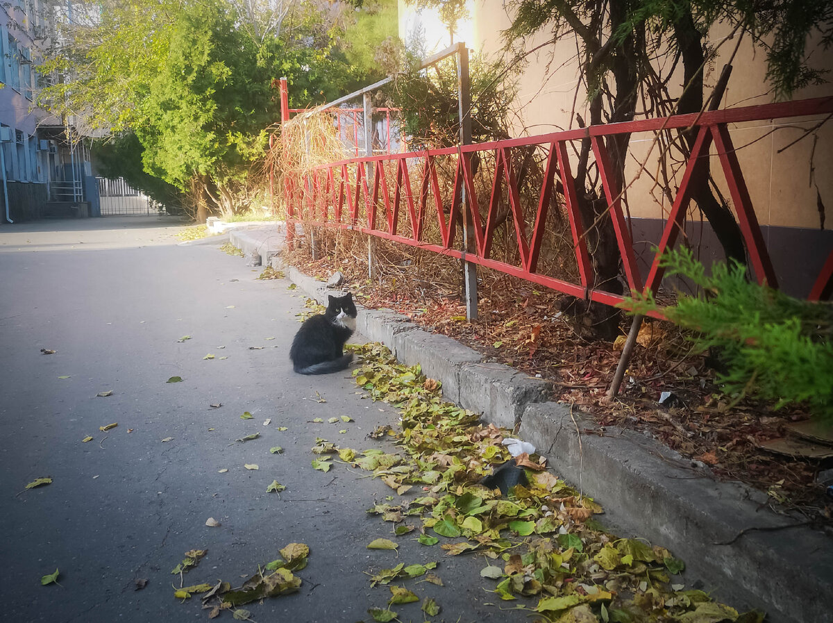 Анапские котики