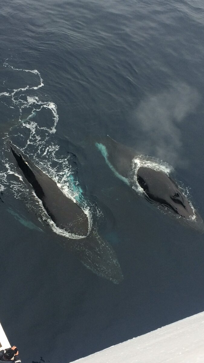 Киты у борта судна выплыли посмотреть на запуск беспилотного подводного аппарата