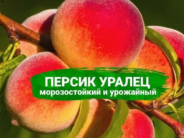 Купить персик Уралец по недорогой цене в питомнике Росток