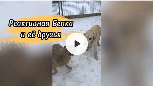 Télécharger la video: Реактивная Белка и её друзья