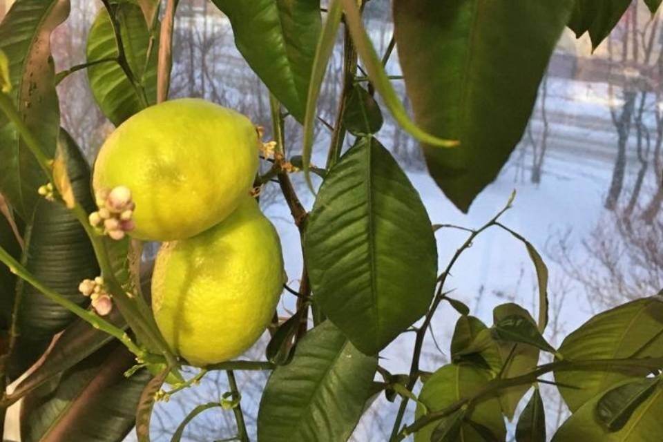     В администрации Североморска зимой созрели лимоны. Фото: Олег Прасов