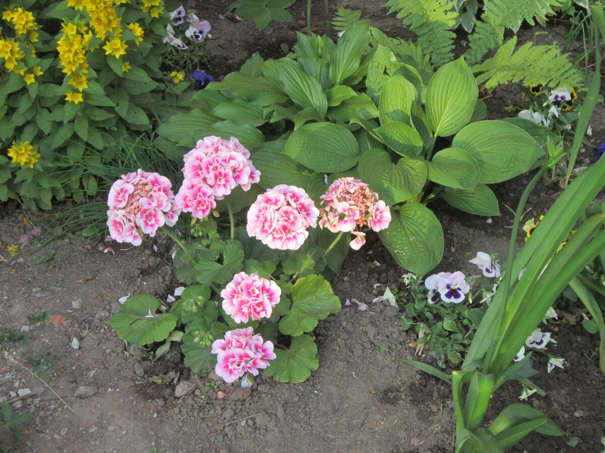 Сразу шесть шапок. Хоста хороша в фоне.