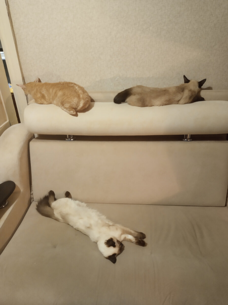 Фото автора. Тихий час. Зефирчик, Лиля и Пух.