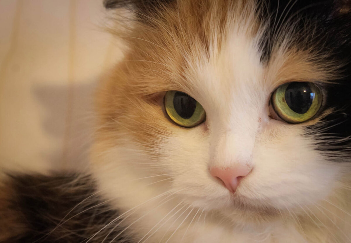 Кошка Рыська =^..^=