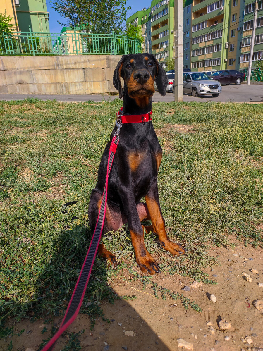 Kardo Grande Elegant Eifel Cirilla 