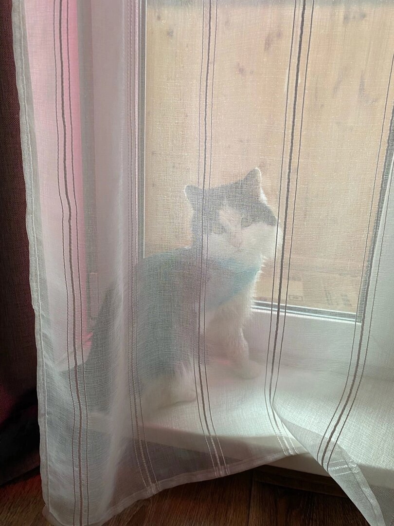 Разве отсутствие лапки может повлиять на отношение к животному или к человеку? Человек разумный давно уже пришел к тому, что любят не внешность, а внутренний мир кого бы то не было