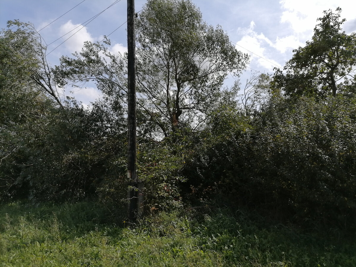 Иву разломило и она лежит на проводах.