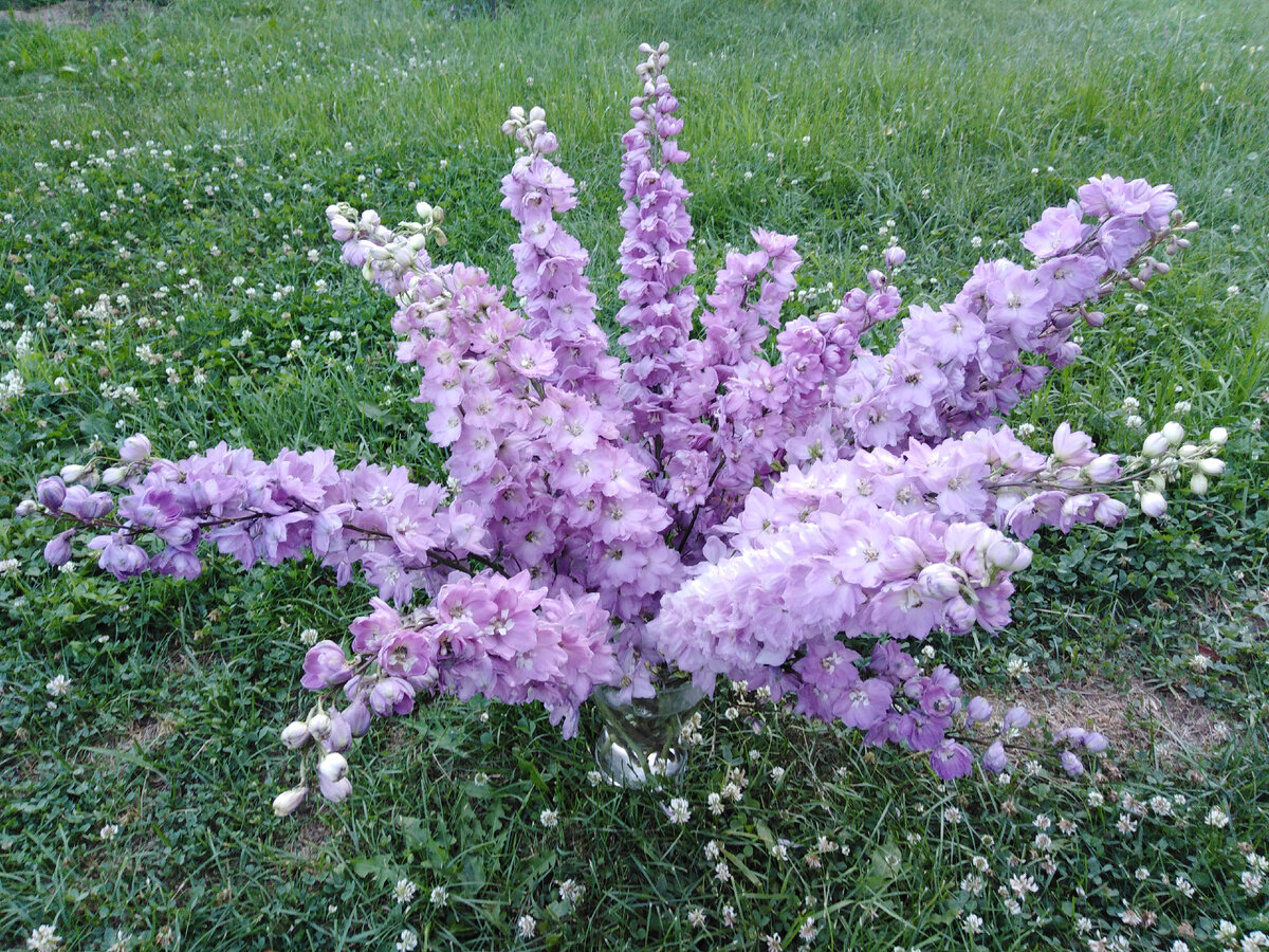 Самый высокий и обильноцветущий!