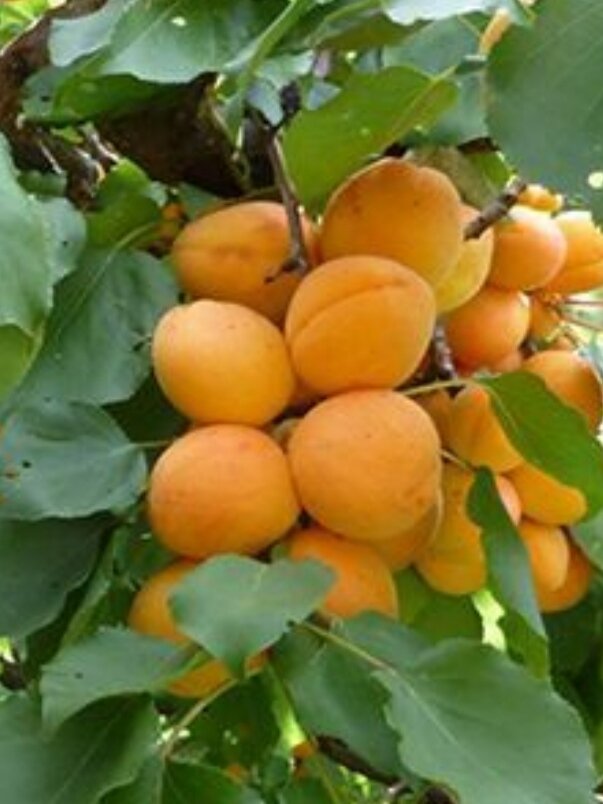 Фото из интернета