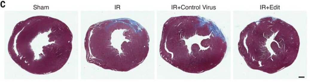   Eric Olson et al. / Science, 2023