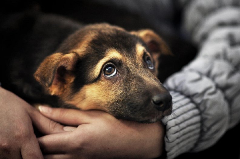 Фото из свободного доступа сети Интернет