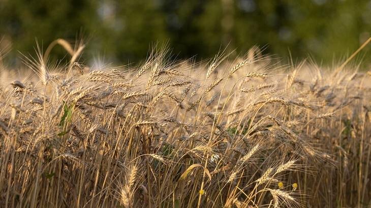    Органическая сельхозпродукция из Тамбовской области отмечена международным сертификатом качества