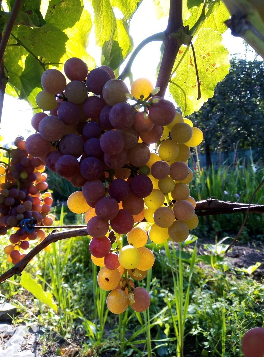     Американский бессемянный сорт винограда Relines Pink Seeds