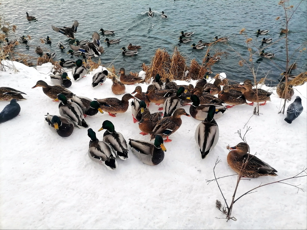 Обыкновенная кряква и голуби (как будто просто стая голубей)