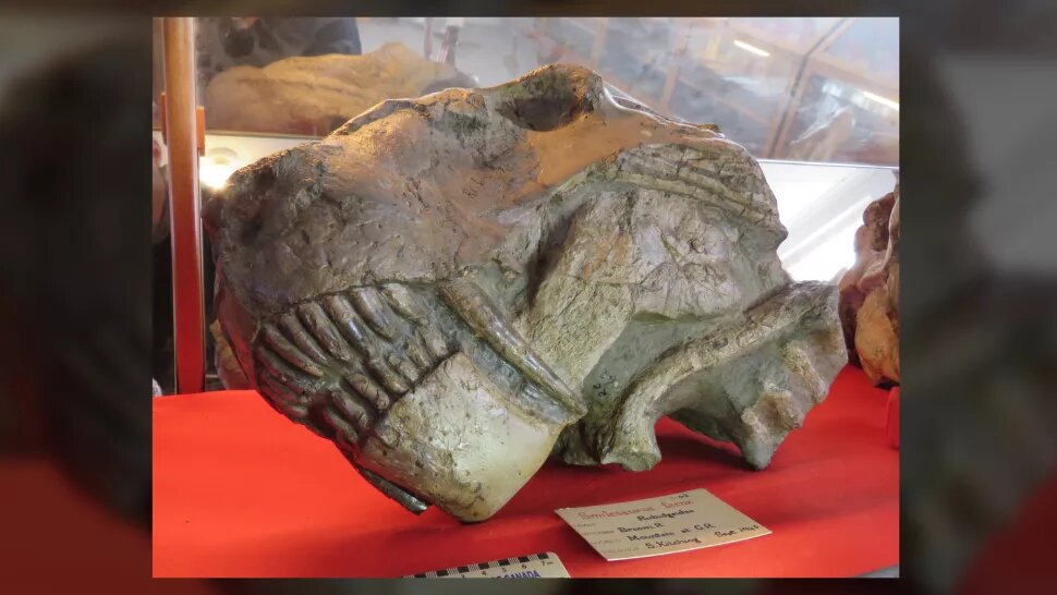 Около 90% всех видов вымерли во время "Великого вымирания" около 252 миллионов лет назад, но в случае с одним палео-зверем — так называемой горгоной - сообщения о его смерти были сильно преувеличены, показывают новые исследования.Смайл завр, культовый горгонопсианин, живший в конце пермского периода на территории современной Южной Африки. (Предоставлено изображение: Фотография Дж. Бенуа, с разрешения Брюса Рубиджа) Новое исследование показало, что сообщения о массовом вымирании "горгон" в конце пермского периода были сильно преувеличены. Считалось, что в то время эти причудливые палео-звери вымерли вместе с большинством других форм жизни на Земле, но недавно ученые обнаружили, что некоторые из этих так называемых горгон дожили до триасового периода. Однако они прожили недолго, что сделало их "ходячей мертвой клад", по словам команды.Анализ трех образцов, найденных в бассейне Кару в Южной Африке, показывает, что эта группа саблезубых, известная как горгонопсы, доминировавшие хищники в конце пермского периода, сумели пережить "Великое вымирание". Во время этого события, которое произошло около 251,9 миллиона лет назад и было также известно как вымирание в конце пермского периода, вымерло около 90% всех видов. Горгонопсы были исключением, но, несмотря на их выживание, их перспективы были невелики. 
""Ходячие мертвые клады" - это термин, используемый в исследованиях вымирания, который относится к тому, когда группа организмов технически переживает массовое вымирание, но настолько повреждена им, что они никогда не восстанавливаются и задерживаются на некоторое время, прежде чем окончательно исчезнуть", - соавтор проекта Кристиан Каммерер (открывается в Нью-Йорке). tab), научный куратор палеонтологии в Музее естественных наук Северной Каролины в Роли, сообщил Live Science по электронной почте.Ходячие мертвые клады могут существовать миллионы лет после массового вымирания, "но никогда не диверсифицируются и не достигают значительного изобилия в экосистемах, поэтому они фактически уже "мертвы" с точки зрения макроэволюции", - пояснил он.Исследование было представлено 3 ноября на ежегодной конференции Общества палеонтологии позвоночных в Торонто и еще не опубликовано в рецензируемом журнале.