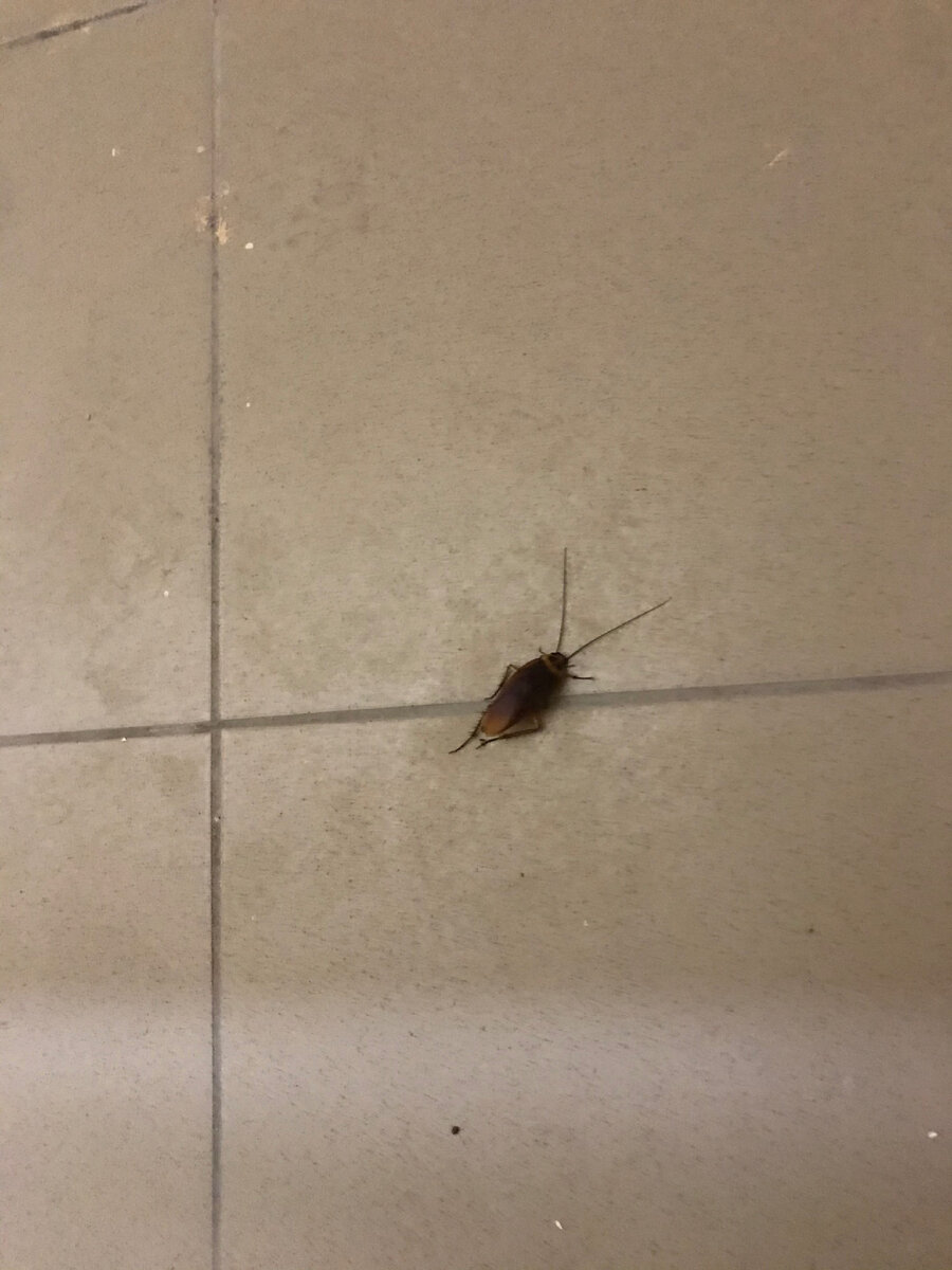 Тараканище