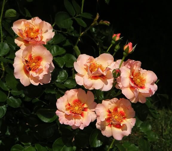 Роза Айконик Пинк Лемонад, фото из интерета.