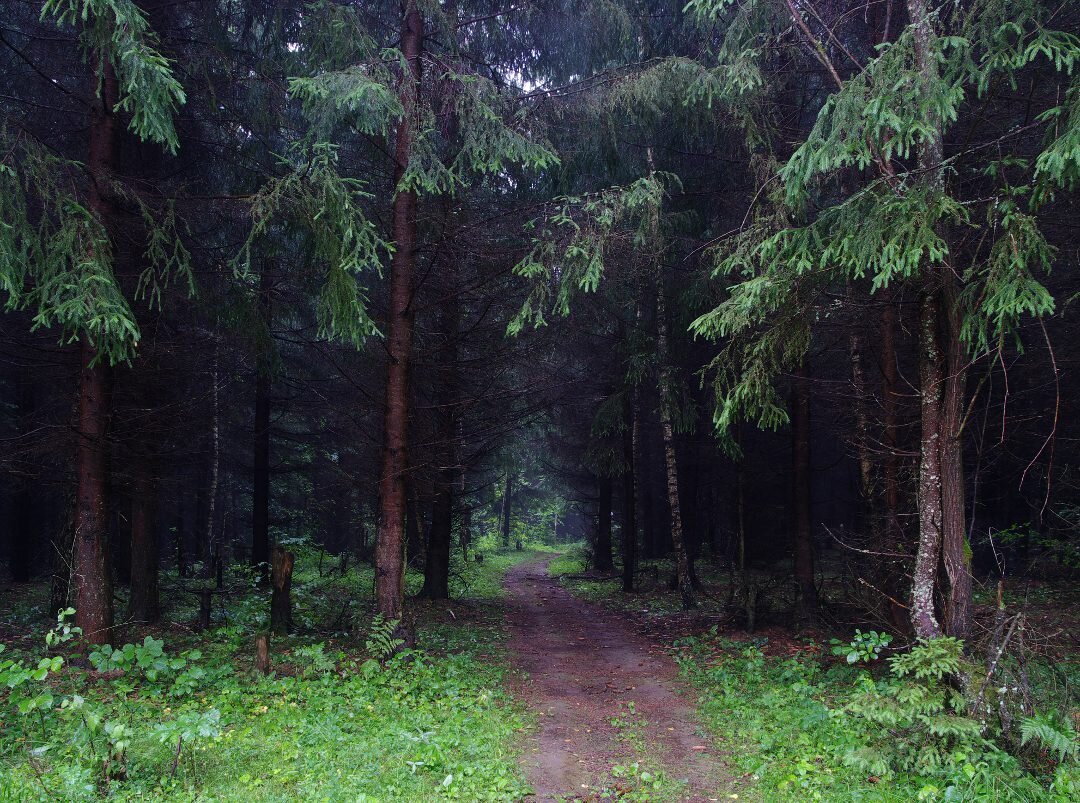 Еловые леса Каменского лесничества