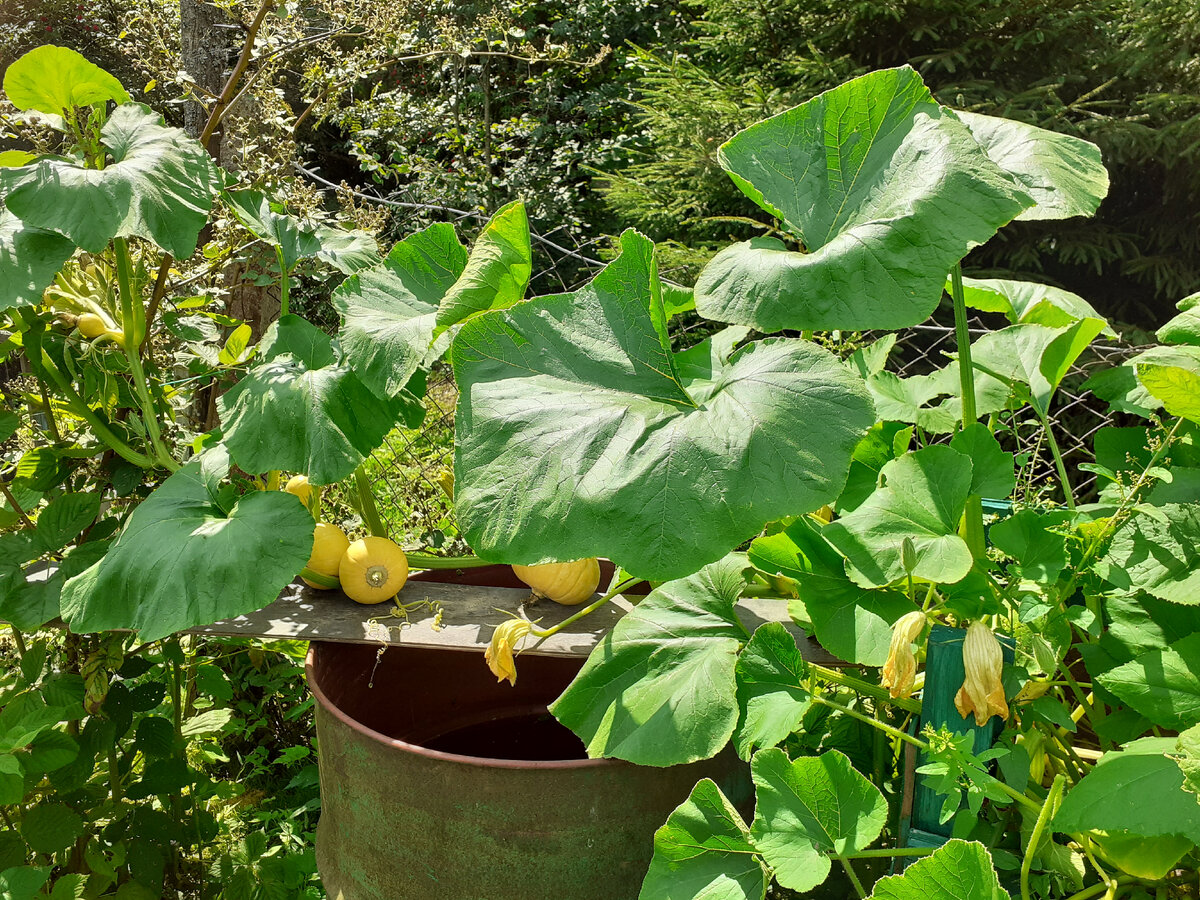 Мои тыковки, завязались