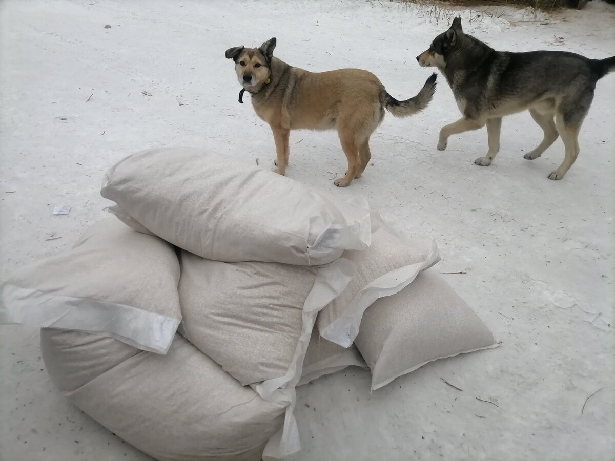 Оторва и Серый охраняют крупу