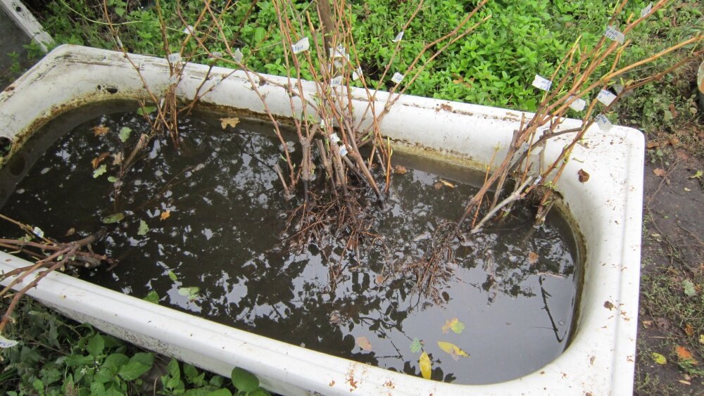 Сыростью корень. Саженцы в воде. Рассада в воде. Замачивание саженца. Болтушка для саженцев.