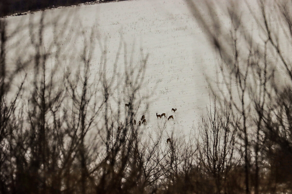 Утренняя трапеза 