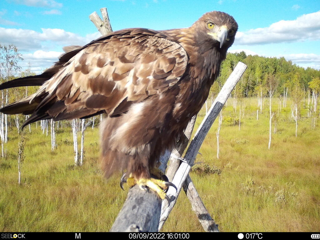 Кадр с фотоловушки, @Наталия Зуева, Государственный Природный Заповедник "Рдейский", iNaturalist