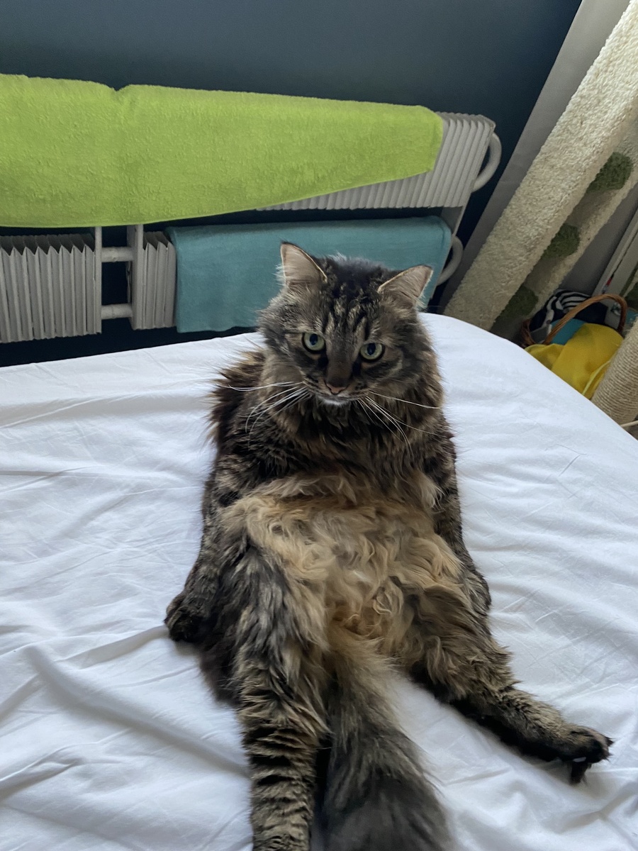 Котик для привлечения внимания 