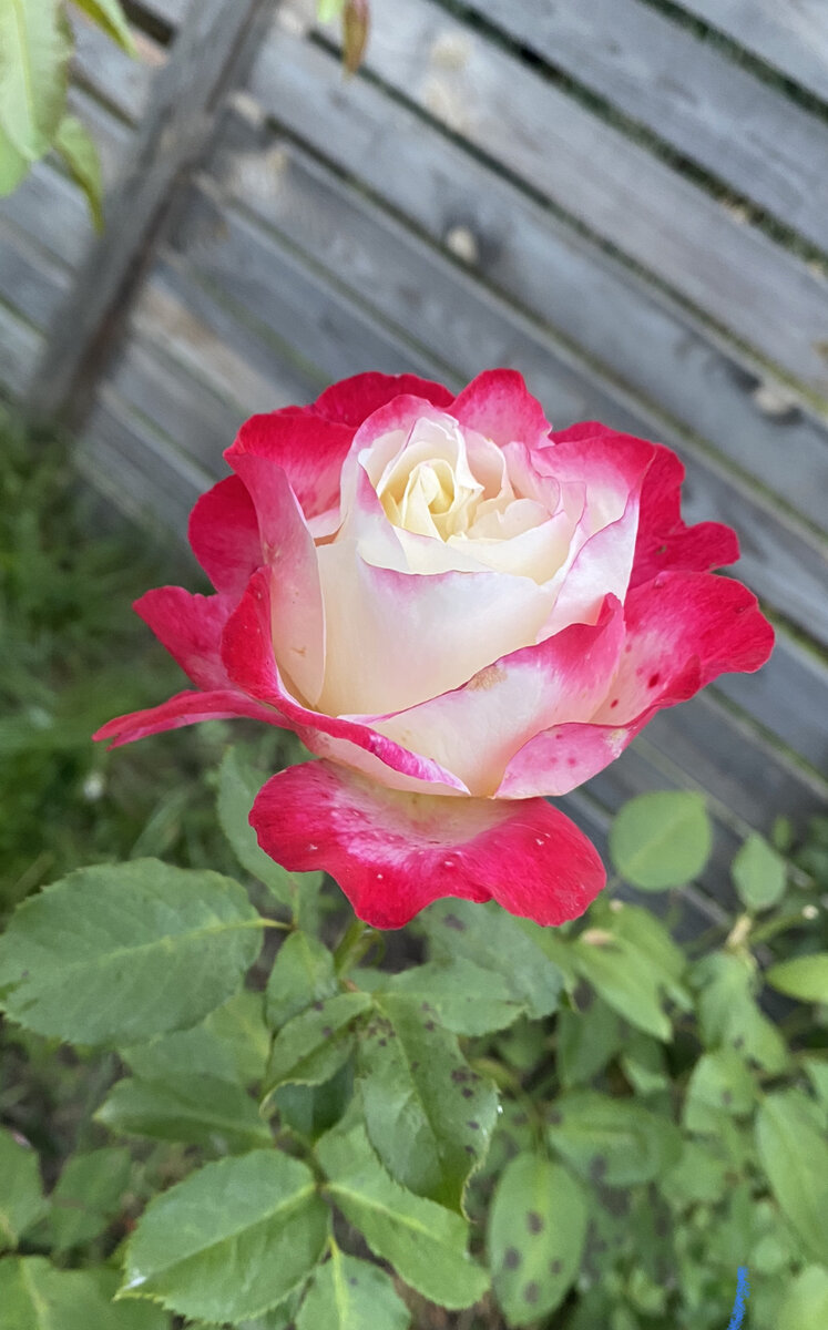 P.S. Роза «Двойное удовольствие», номер два для вашего сада