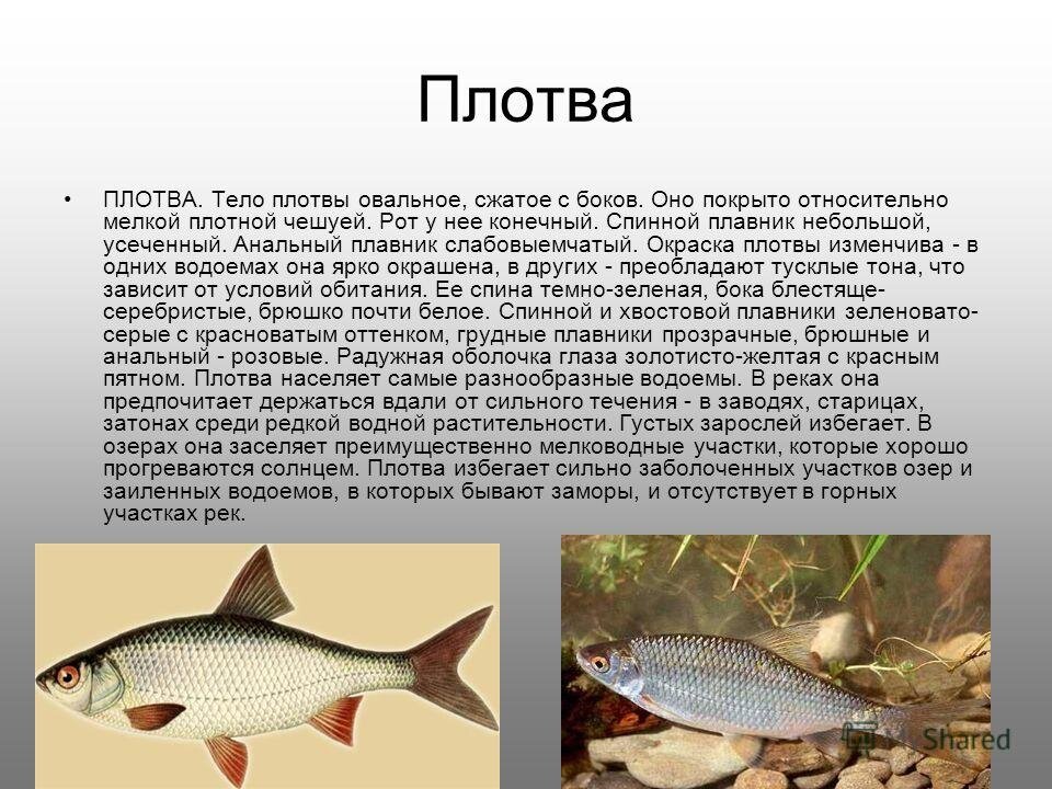 Рыба фото и описание