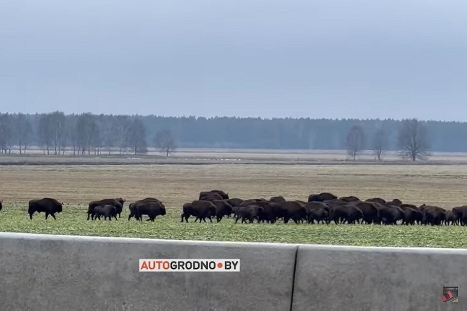     Стадо зубров вызвало "блокировку" транспорта на М6. Фото: стоп-кадр | видео "АвтоГродно"