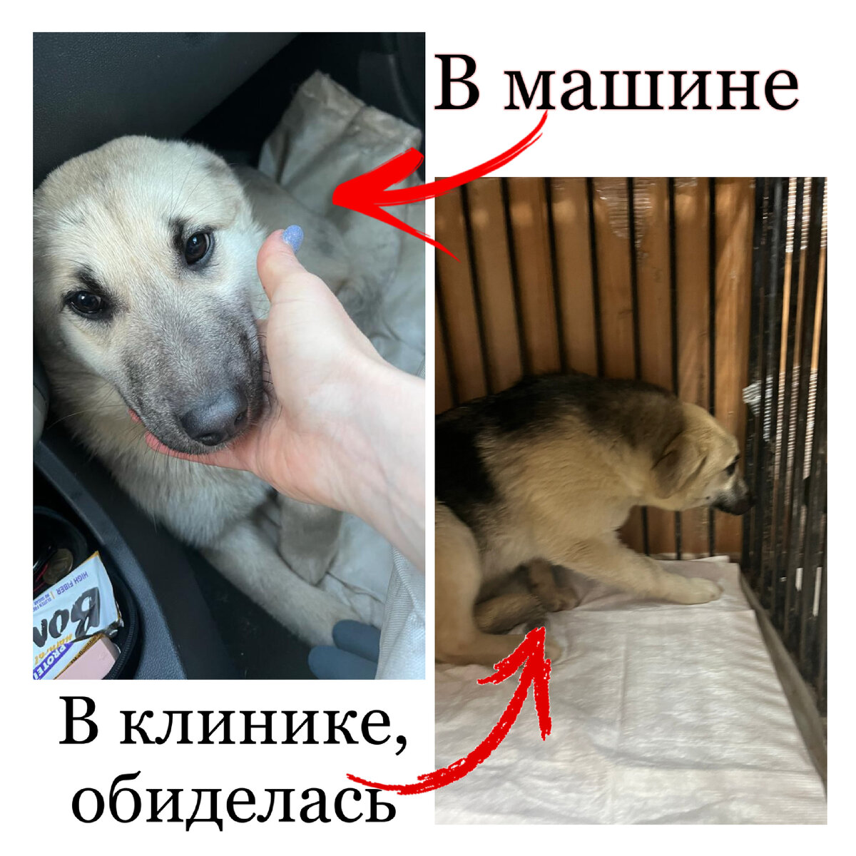 Бетти поехала на стерилизацию