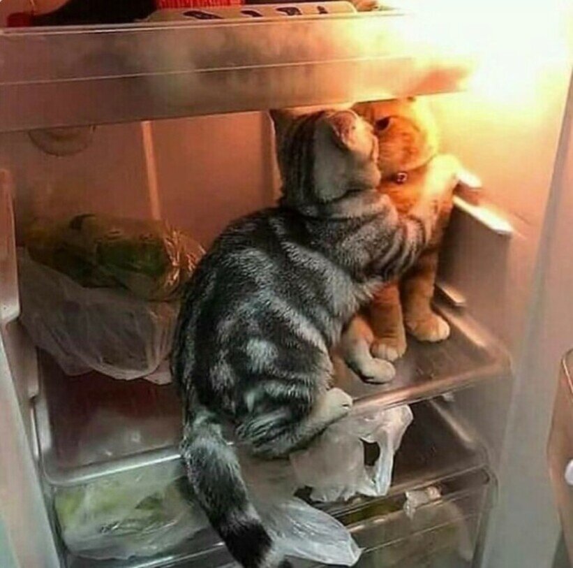 14 котов, которые ведут себя как полные чудаки