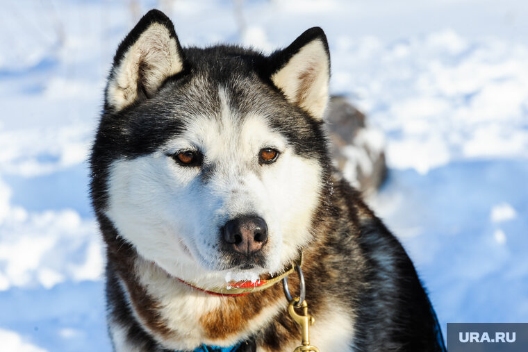    Пес стал невольным соучастником преступления