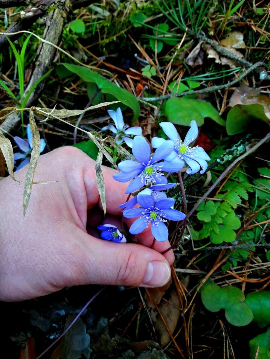 Печеночница