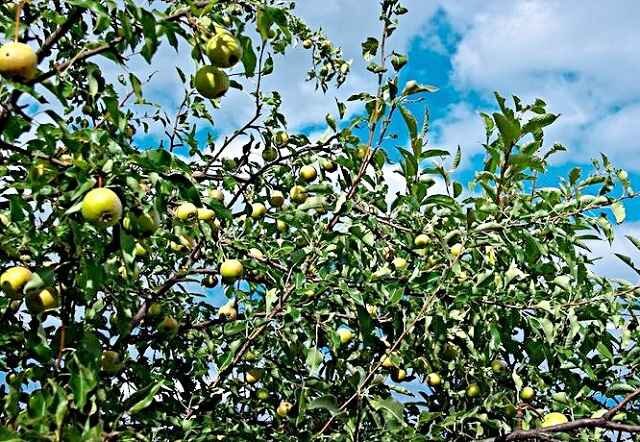 Описание груши лесная красавица