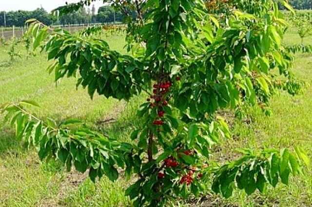 Черешня Брянская Розовая фото: