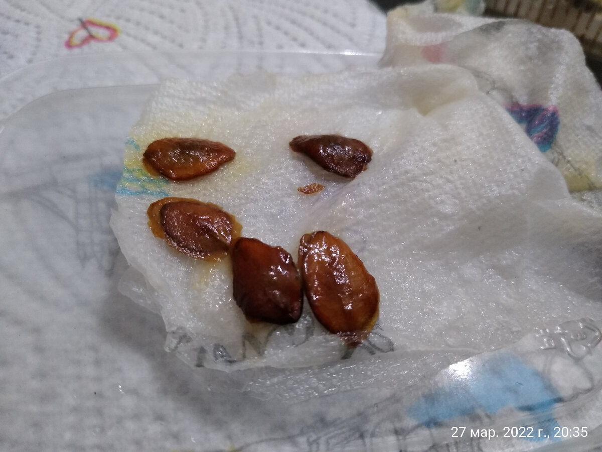 Семеня кобеи после замачивания