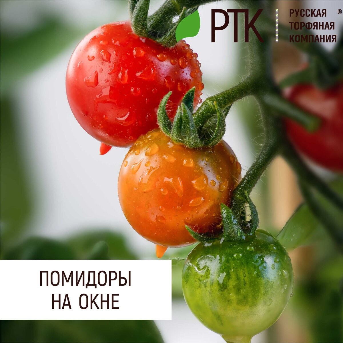 Оконное огородничество было в тренде в 80-90 гг. прошлого века. Но и сейчас такая экзотика вызывает уважение. И не только потому, что это красиво. Но и потому, что запахи свежих овощей и зелени вызывают аппетит!
Ну а что можно сделать с овощами, выращенными зимой самостоятельно!
До недавнего времени это дело было, мягко говоря, непростым. Брался грунт, чаще всего с дачи или из ближайшего леса. Вносились удобрения, подкормка. И гарантировать, что хоть что-то вырастет было неосмотрительно.
Сейчас всё уже не так! Теперь всё просто: взяли готовый грунт от Русской Торфяной Компании, добавили воду, посеяли семена, поставили в тёплое место. Ждём.
И всегда в конце этой «эпопеи» у вас вырастет всё, что вы хотите.
Томаты – не исключение, тем более что селекционерами уже выведено огромное количество сортов, предназначенных именно для комнатного выращивания.
За зиму, даже в средней полосе, можно собирать два, или даже три урожая. Да, урожаи не летнего размера, но зато своё и растёт рядом – на дачу ездить нет нужды.
А вот это уже прогресс! Так что не отставайте!
Кстати, современные сорта для комнатного или балконного выращивания позволяют сделать даже выбор. Их много. Вероятно, более пятидесяти.
Назовём наиболее заметные: Жемчужинка, Балконное чудо, Ранеточка, Колибри, Жемчужина желтая, Пиноккио, Полярник, Лампа Аладдина, Карлуша, Анжелика, Глаша, Алпатьева 905 А, Москвич.
Есть и другие, как вы поняли. Понятно, что рекомендовать что-то мы не вправе. Однако заметим, что при выборе нужно брать однозначно, малорослые сорта, требующие 1-2 литра грунта.
Вы сохраните этот пост, ну или возьмите себе это на заметку. Пригодится!
Вырастет всё! Если всё делать правильно!

#РТК #торфогрунты #грунты #помидоры #томаты