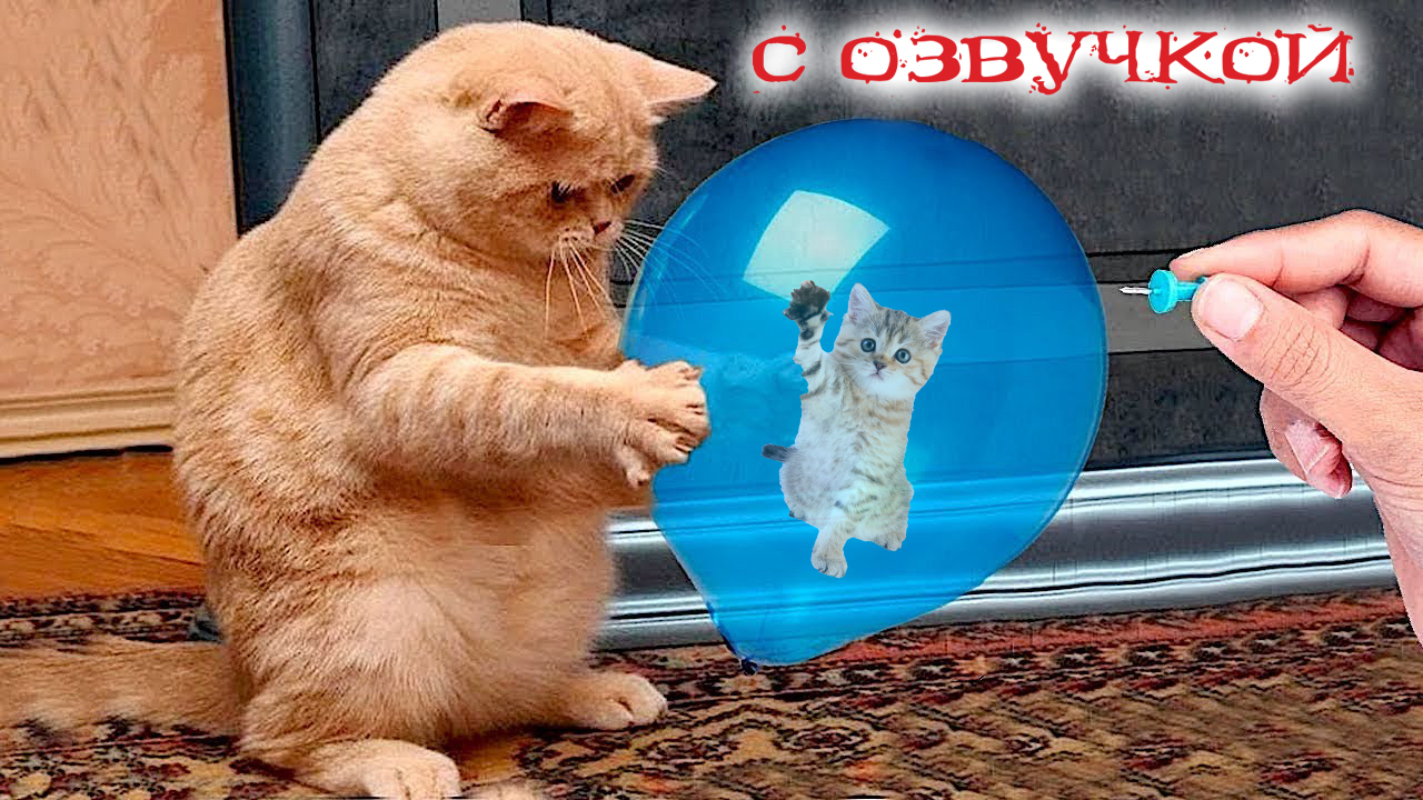 Приколы с котами с озвучкой! Смешные коты! Смешные животные 2023!