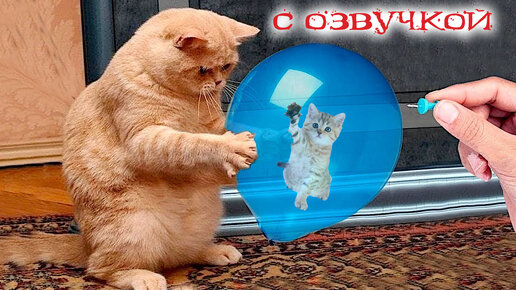 Приколы с котами с озвучкой! Смешные коты! Смешные животные 2023!