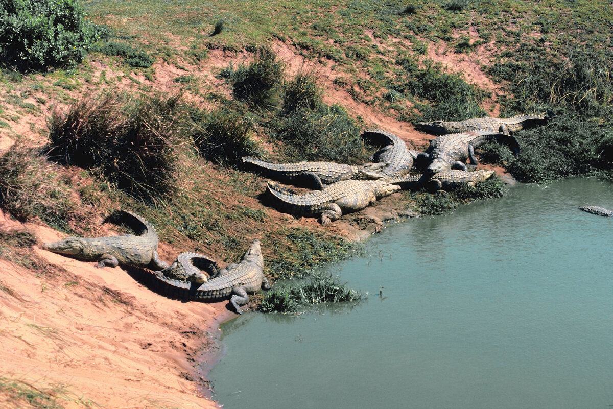 Крокодил самый опасный речной. Крокодил в реке. Озеро с крокодилами.