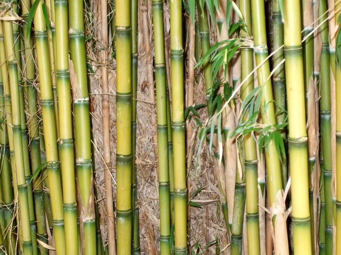 Цветок бамбука как выглядит. Рост бамбука за сутки
